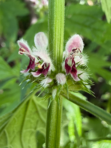 Common motherwort (Leonurus cardiaca)