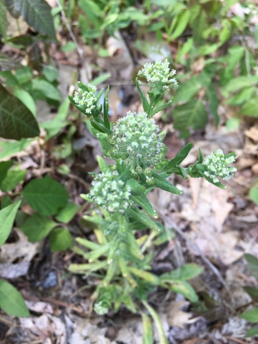 Cream-anther field pepperwort (Lepidium campestre)