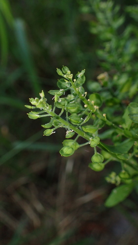 Cream-anther field pepperwort (Lepidium campestre)