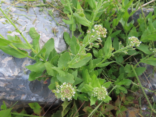 Cream-anther field pepperwort (Lepidium campestre)