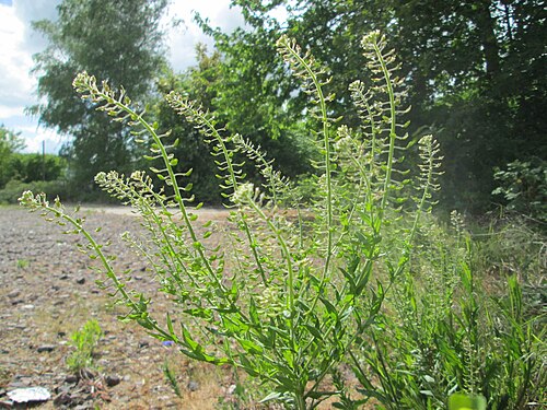Cream-anther field pepperwort: Feld-Kresse ( Lepidium campestre ) auf einem Parkplatz in Brebach