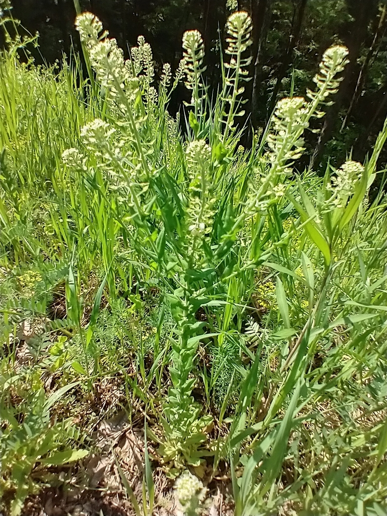 Cream-anther field pepperwort (Lepidium campestre)