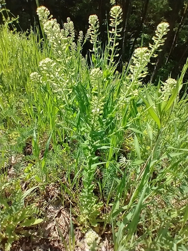 Cream-anther field pepperwort (Lepidium campestre)