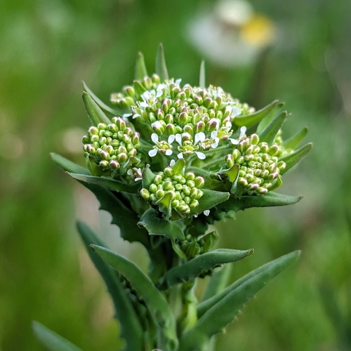 Cream-anther field pepperwort (Lepidium campestre)