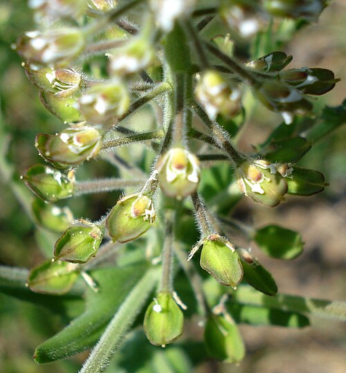Cream-anther field pepperwort: Lepidium campestre