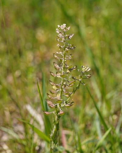 Cream-anther field pepperwort (Lepidium campestre)