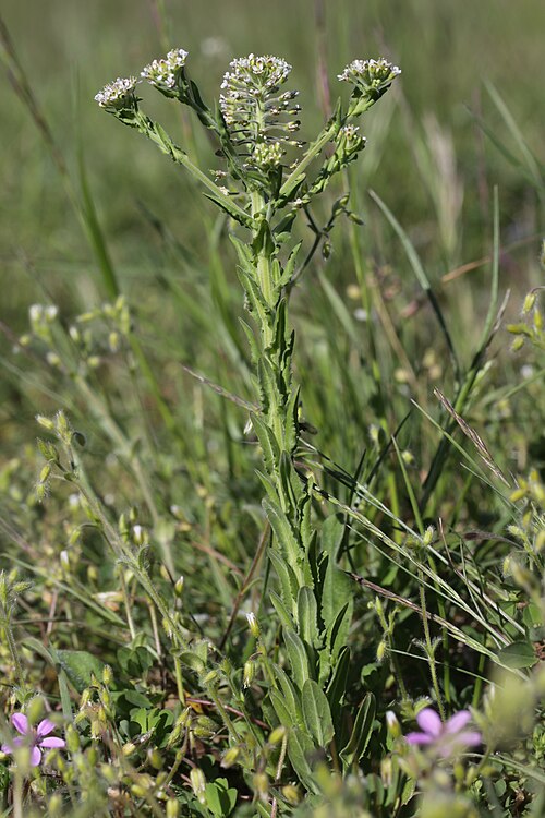Cream-anther field pepperwort: Field Pepperwort - Lepidium campestre