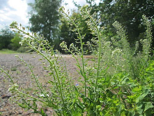 Cream-anther field pepperwort: Feld-Kresse ( Lepidium campestre ) auf einem Parkplatz in Brebach
