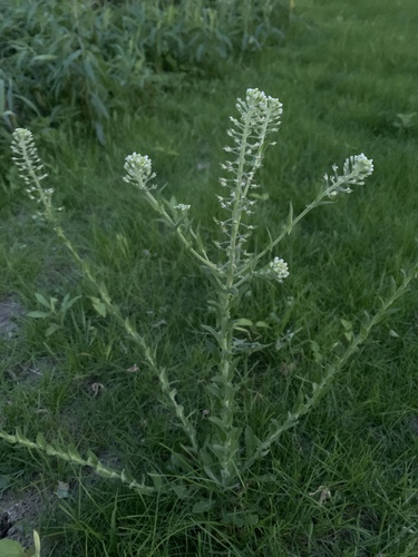 Cream-anther field pepperwort (Lepidium campestre)