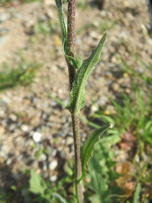 Cream-anther field pepperwort: Junge Feld-Kresse ( Lepidium campestre ) an einer ehem. Sandgrube in Hockenheim-Talhaus