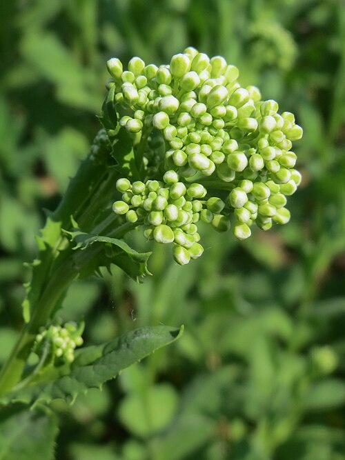 Whitetop: Pfeilkresse ( Lepidium draba ) bei Altlußheim im Hockenheimer Rheinbogen