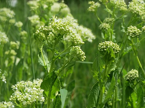 Whitetop: Pfeilkresse ( Lepidium draba ) im Landesgartenschaupark Hockenheim