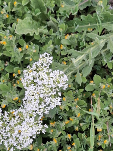 Whitetop (Lepidium draba)
