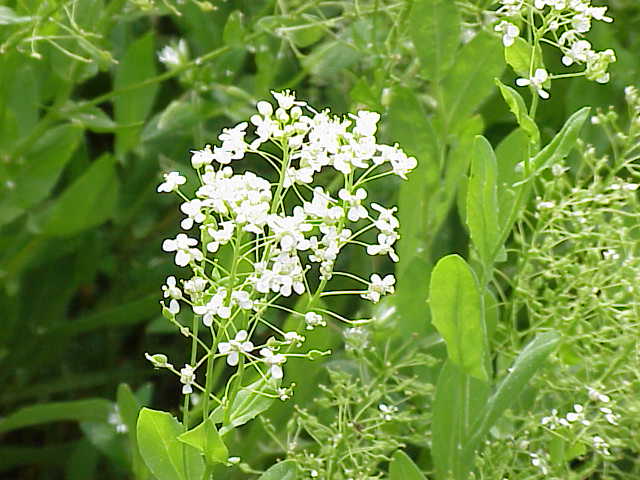 Whitetop: Species : Cardaria draba Family : Brassicaceae Image No. 2