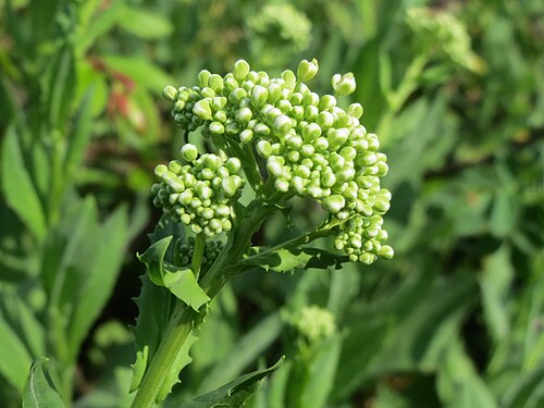 Whitetop: Pfeilkresse ( Lepidium draba ) bei Altlußheim im Hockenheimer Rheinbogen