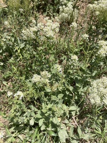 Whitetop (Lepidium draba)