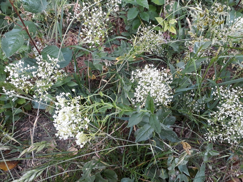 Whitetop (Lepidium draba)