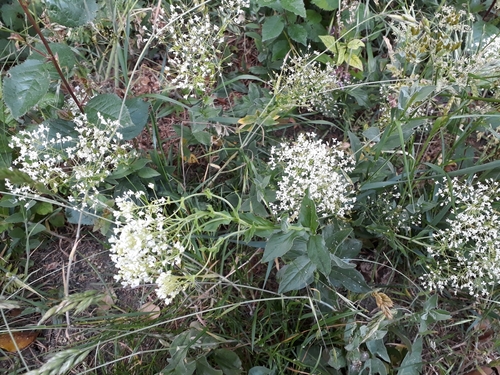 Whitetop