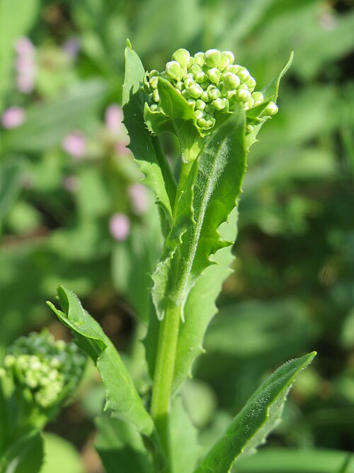Whitetop: Pfeilkresse ( Lepidium draba ) bei Altlußheim im Hockenheimer Rheinbogen