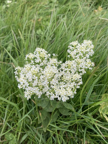 Whitetop (Lepidium draba)