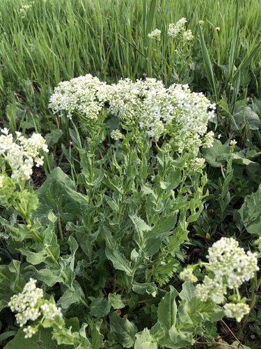 Whitetop (Lepidium draba)