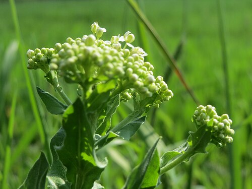 Whitetop: Pfeilkresse ( Lepidium draba ) im Hockenheimer Rheinbogen
