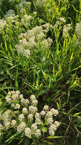 Whitetop (Lepidium draba)
