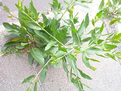 Broadleaved pepperweed: Lepidium latifolium