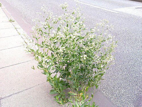 Broadleaved pepperweed: pfefferkraut