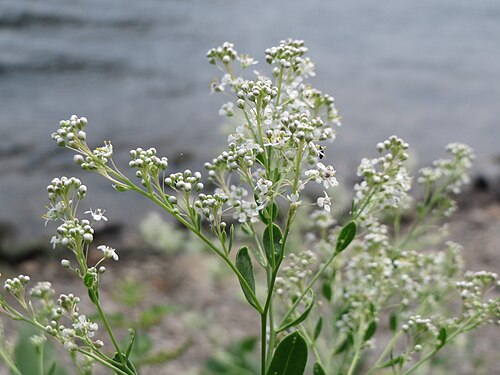 Broadleaved pepperweed: Pfefferkraut ( Lepidium latifolium ) an der Mosel in Cochem