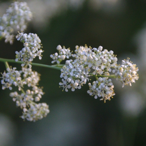 Broadleaved pepperweed (Lepidium latifolium)