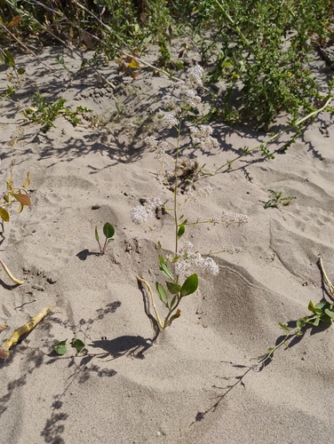 Broadleaved pepperweed (Lepidium latifolium)