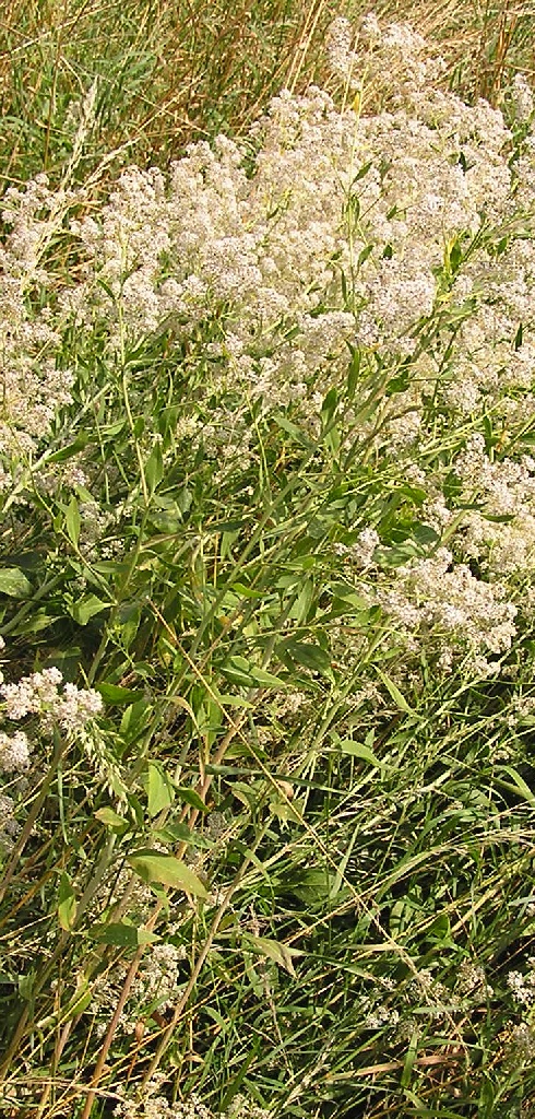 Broadleaved pepperweed: Pfefferkraut