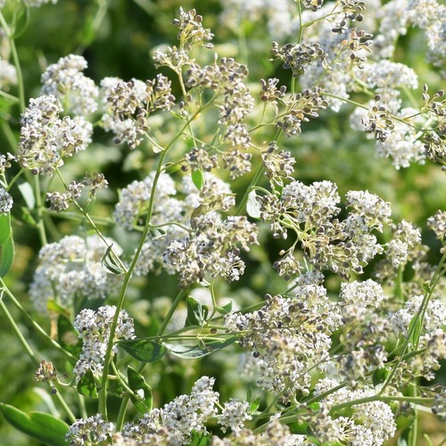 Broadleaved pepperweed (Lepidium latifolium)