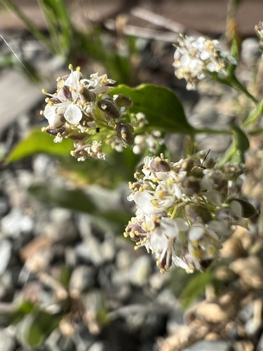 Broadleaved pepperweed (Lepidium latifolium)
