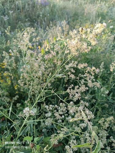 Broadleaved pepperweed (Lepidium latifolium)