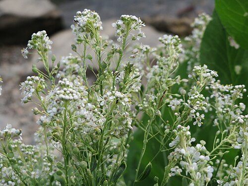 Broadleaved pepperweed: Pfefferkraut ( Lepidium latifolium ) an der Mosel in Cochem