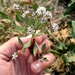 Broadleaved pepperweed