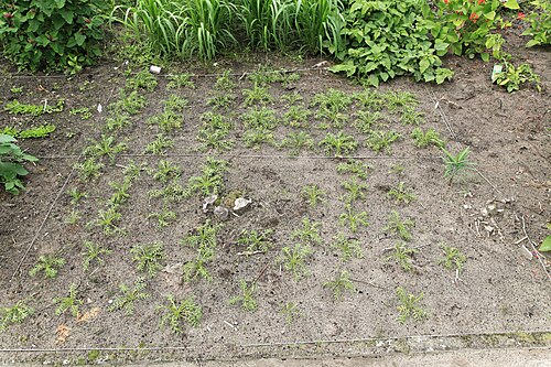 Maca: Maca Lepidium meyenii in a garden in Kluse (Emsland)