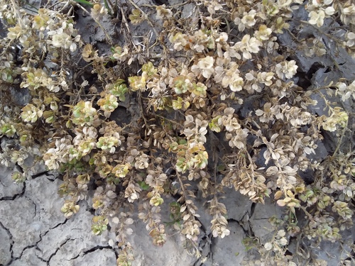 Maca (Lepidium meyenii)
