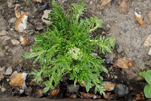 Maca: Lepidium meyenii, Tsaghkadzor, in culture, 2011.06.09
