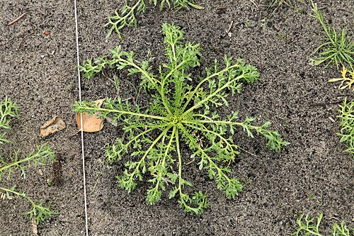 Maca: Maca Lepidium meyenii in a garden in Kluse (Emsland)