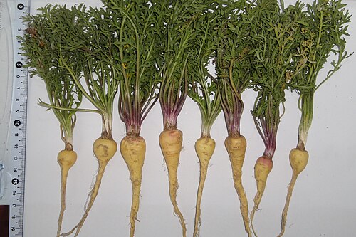 Maca: Lepidium meyenii, Tsaghkadzor, in culture, 2011.10.30