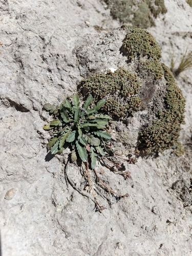 Maca (Lepidium meyenii)