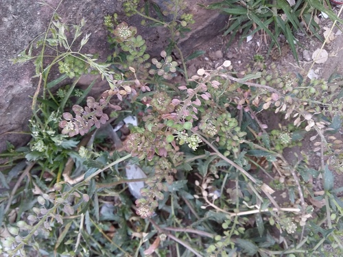 Maca (Lepidium meyenii)