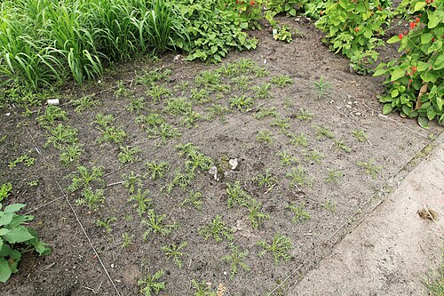Maca: Maca Lepidium meyenii in a garden in Kluse (Emsland)