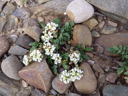 Maca (Lepidium meyenii)