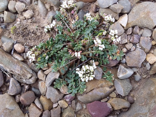Maca (Lepidium meyenii)