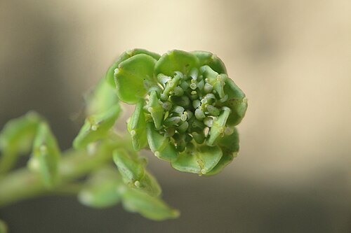Maca: Lepidium meyenii, Maca, Կոտեմ Մեյենի, Клоповник Мейена
