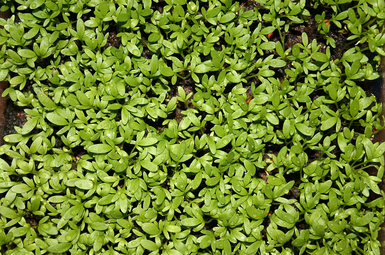 Gardencress pepperweed (Lepidium sativum)